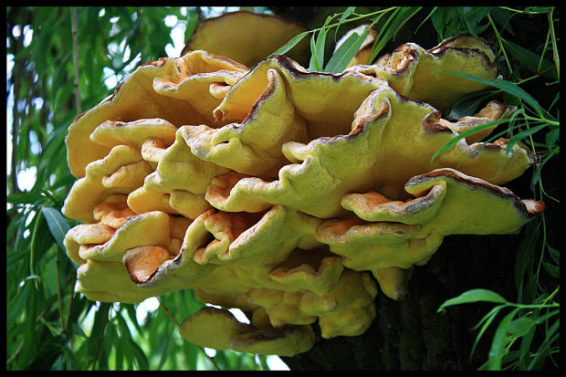 sírovec obyčajný Laetiporus sulphureus (Bull.) Murrill