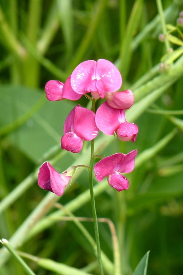 hrachor hľuznatý Lathyrus tuberosus L.