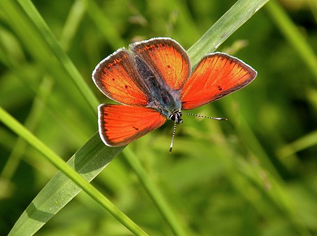 ohniváčik štiavový Lycaena hippothoe  Linnaeus, 1761