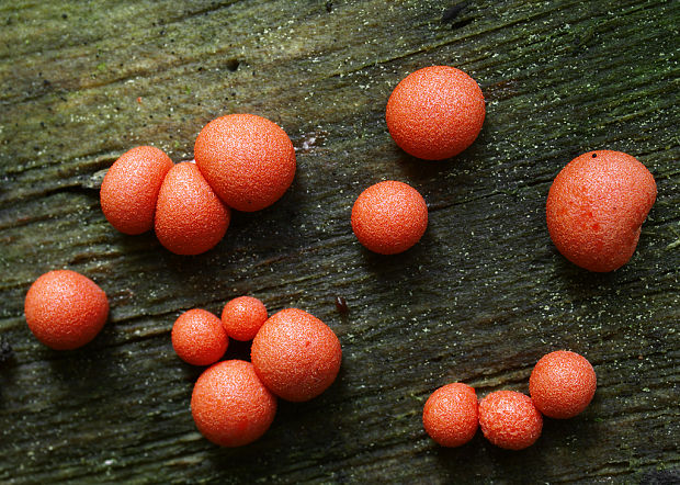 vlčinka Lycogala sp.