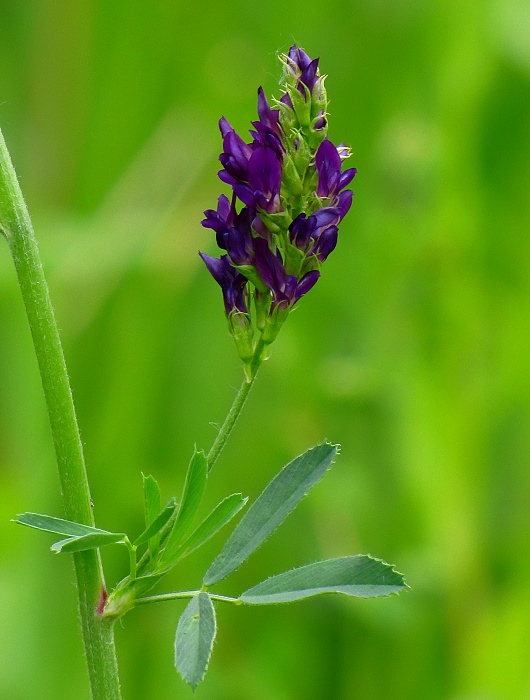 lucerna siata Medicago sativa L.