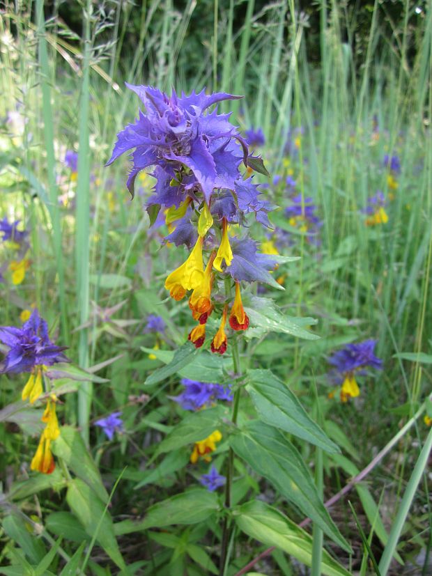 čermeľ hájny Melampyrum nemorosum L.