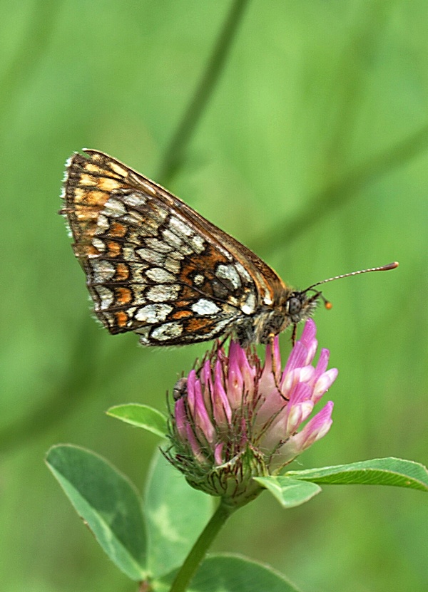 hnedáčik skorocelový Melitaea athalia