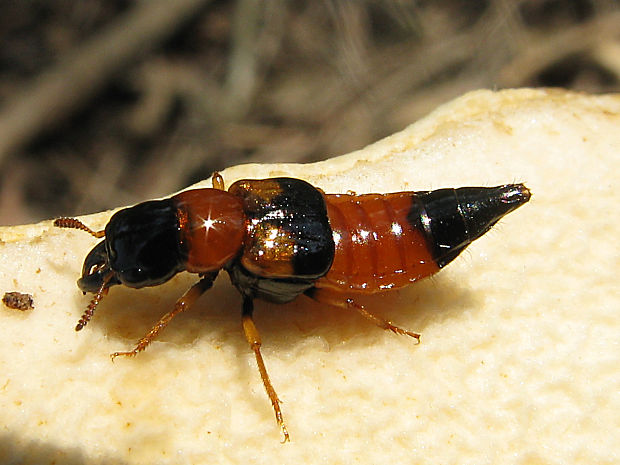 drobčík hubový/drabčík houbový Oxyporus rufus (Linnaeus, 1758)