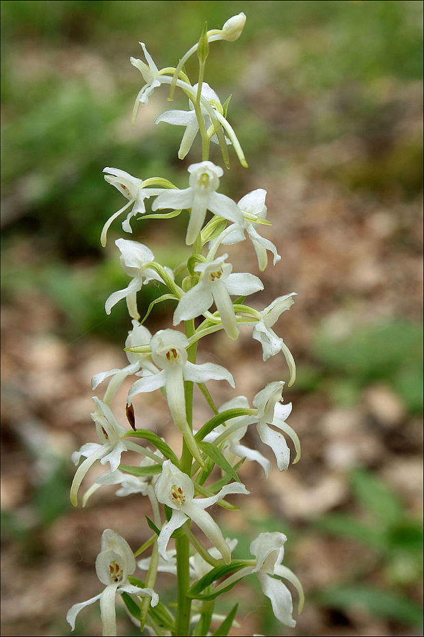 vemenník dvojlistý Platanthera bifolia (L.) Rich.