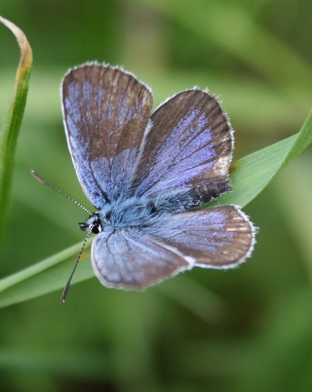 modrásek Plebejus argus