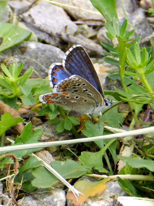 modráčik ďatelinový  Polyommatus bellargus forma ceronus