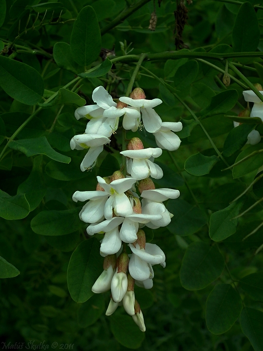 agát biely Robinia pseudoacacia L.