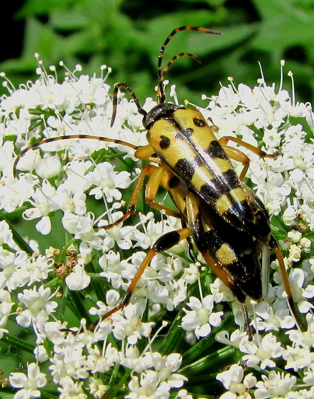 fuzáč škvrnitý Rutpela maculata