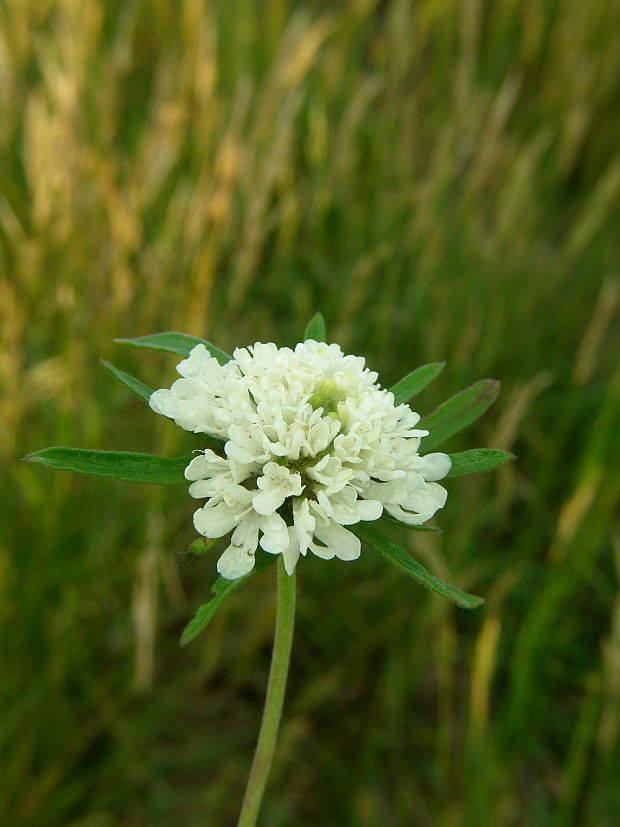 hlaváč žltkastý Scabiosa ochroleuca L.