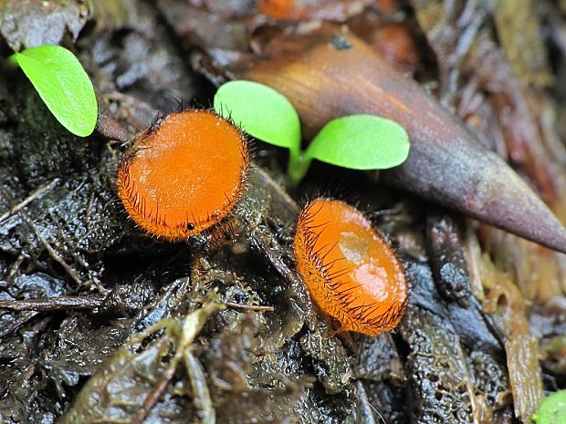 štítovnička Scutellinia sp.