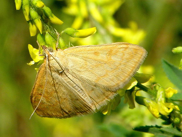 víjačka lobodová  Sitochroa verticalis Linnaeus, 1758