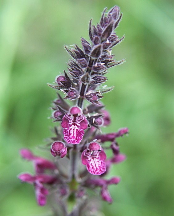 čistec lesný Stachys sylvatica L.