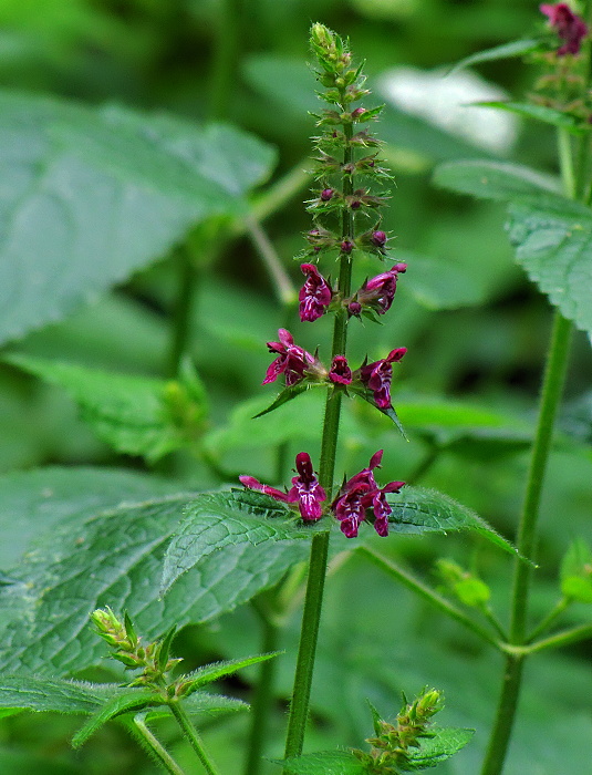 čistec lesný Stachys sylvatica L.