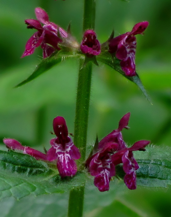 čistec lesný Stachys sylvatica L.