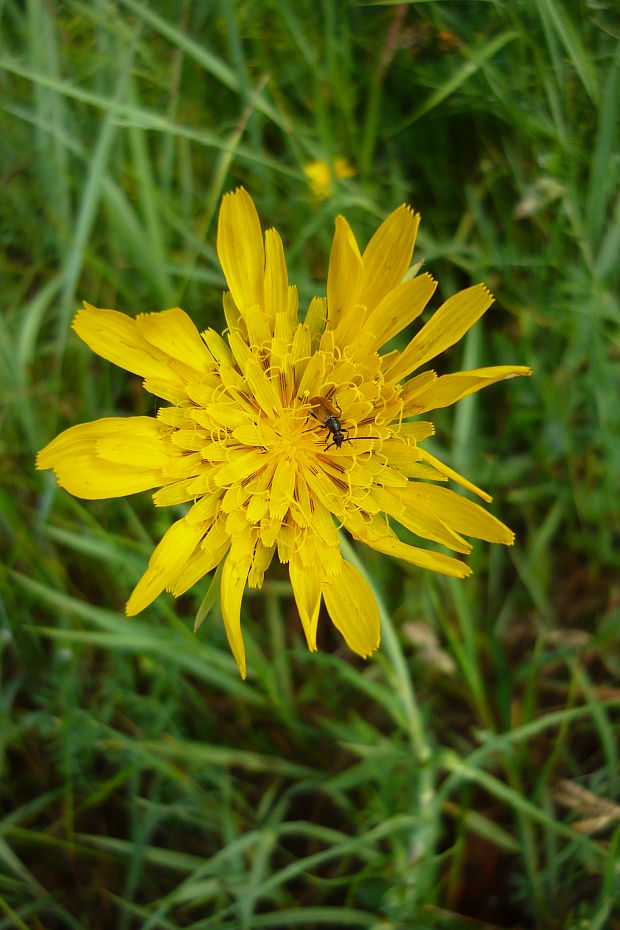 kozobrada lúčna? Tragopogon pratensis L.