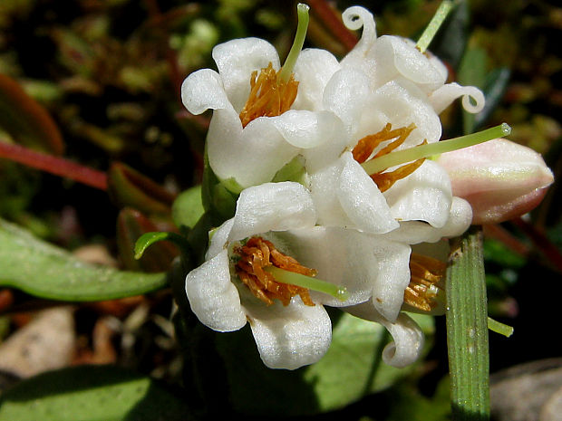 brusnica pravá Vaccinium vitis-idaea L.