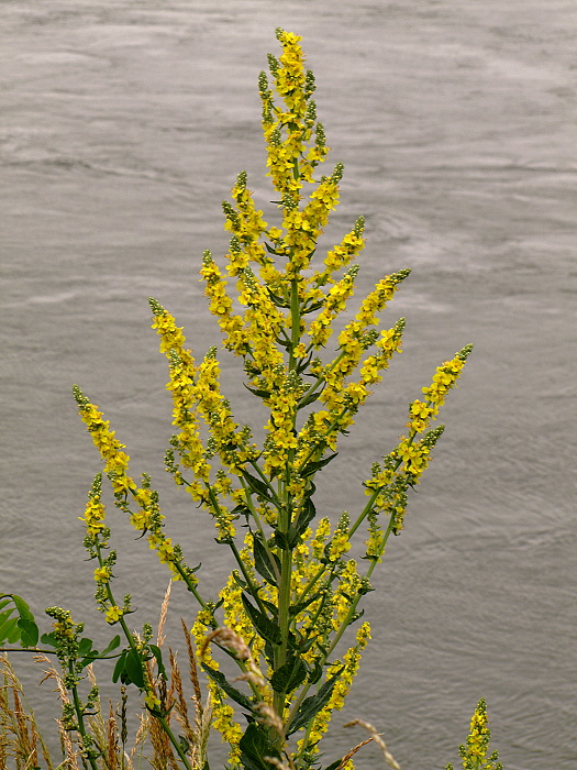 divozel kukučkovitý Verbascum lychnitis L.