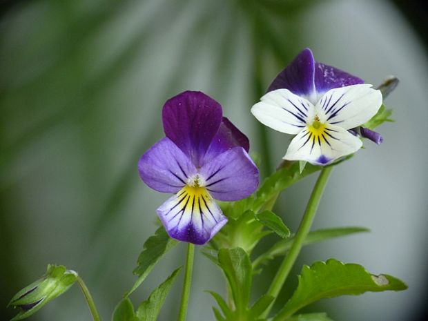 fialka trojfarebná Viola tricolor L. emend. F. W. Schmidt