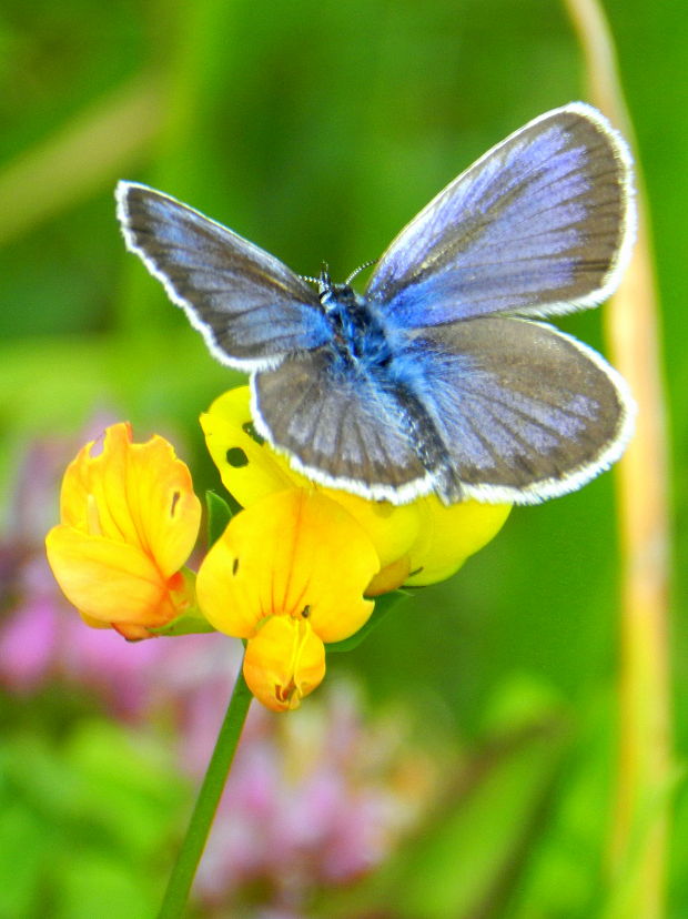 modráčik čiernobrúbený cf. Plebejus argus