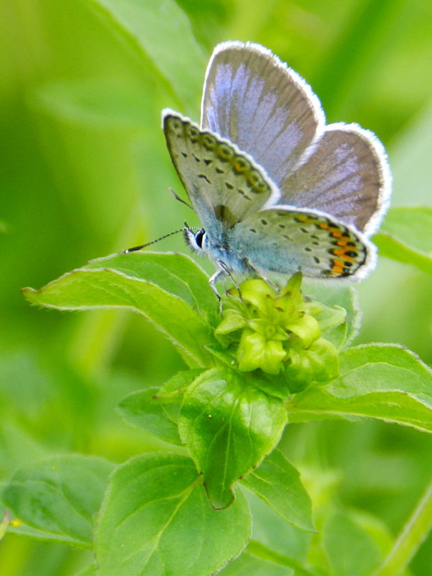 modráčik čiernobrúbený  cf. Plebejus argus