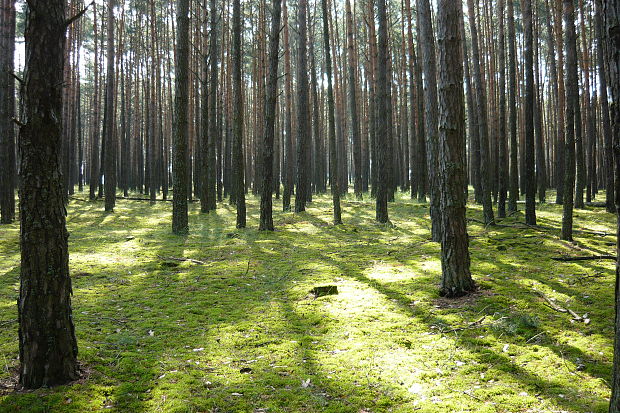 Ráno v borovom lese