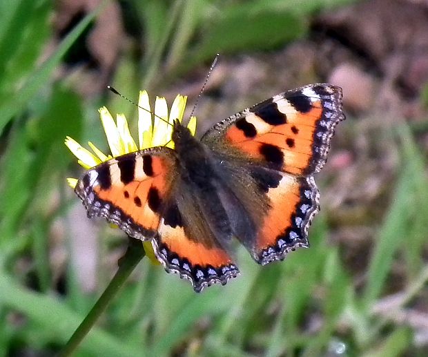 babôčka pŕhľavová  Aglais urticae