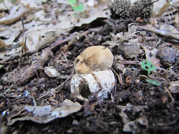 hríb dubový Boletus reticulatus Schaeff.