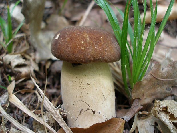 hríb dubový Boletus reticulatus Schaeff.