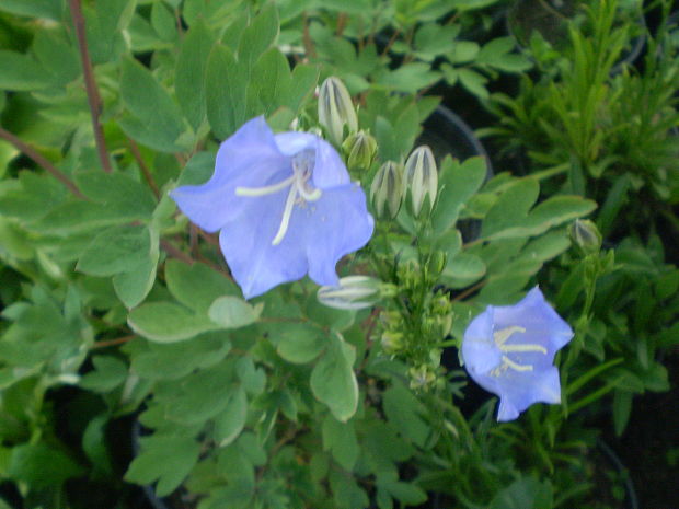 zvonček broskyňolistý Campanula persicifolia L.