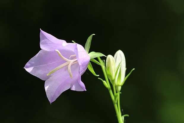 zvonček broskyňolistý Campanula persicifolia L.