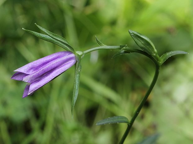 zvonček broskyňolistý Campanula persicifolia L.