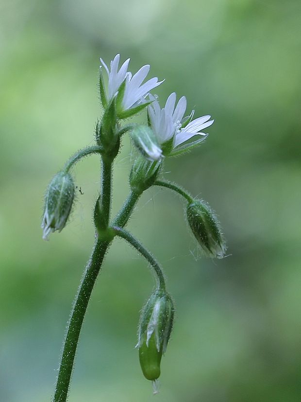 rožec obyčajný Cerastium holosteoides Fr.