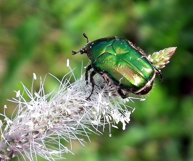 zlatoň obyčajný  Cetonia aurata