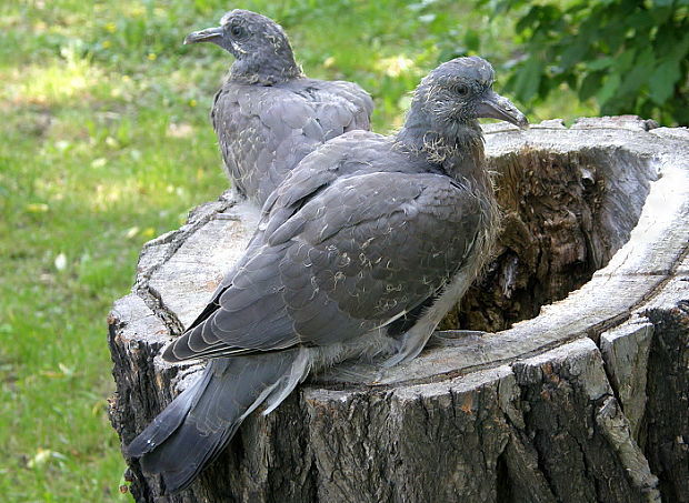 holub hřivnáč Columba palumbus