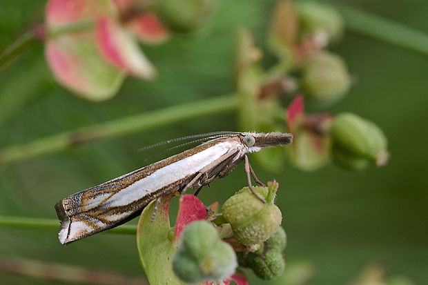 trávovec ďatelinový Crambus pascuella