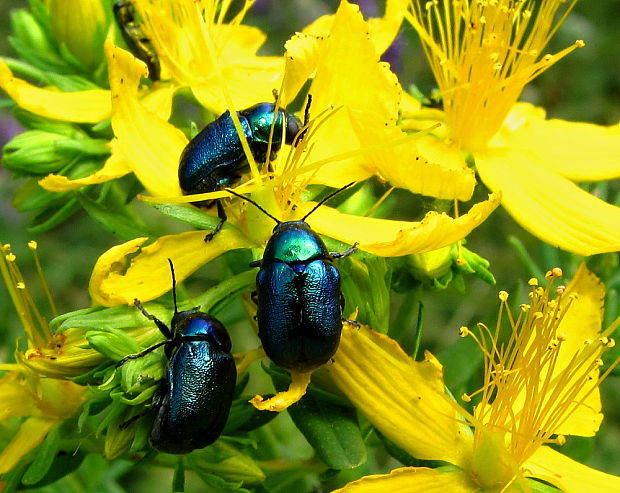 krytohlav Cryptocephalus cf.virens