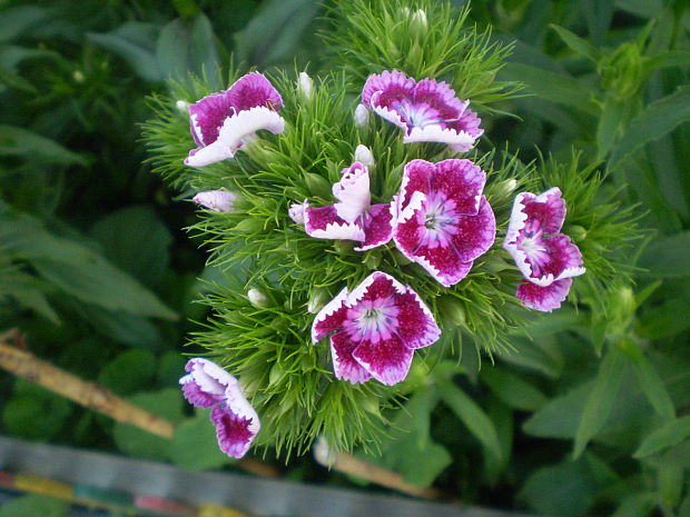 klinček bradatý Dianthus barbatus  L.