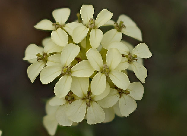 horčičník wittmannov Erysimum wittmannii Zaw.