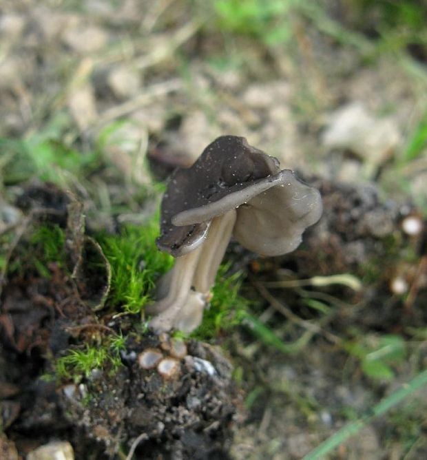 chriapač Helvella sp.