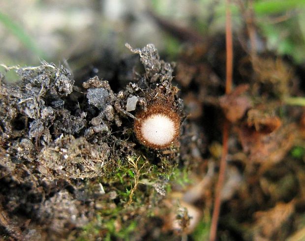 humária polguľovitá Humaria hemisphaerica (F.H. Wigg.) Fuckel