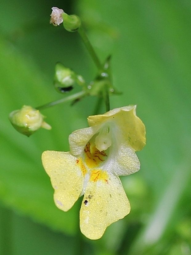 netýkavka malokvetá  Impatiens parviflora DC.