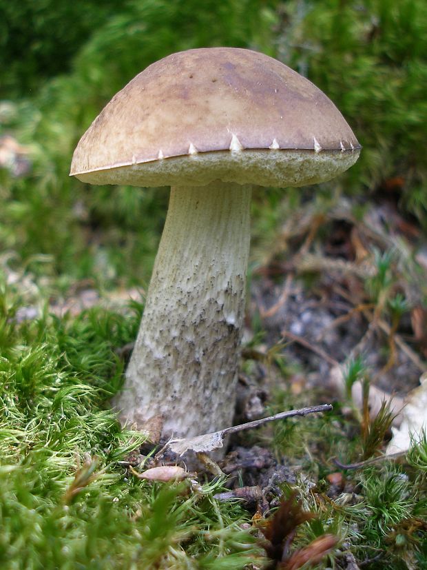 kozák hrabový Leccinum pseudoscabrum (Kallenb.) Šutara