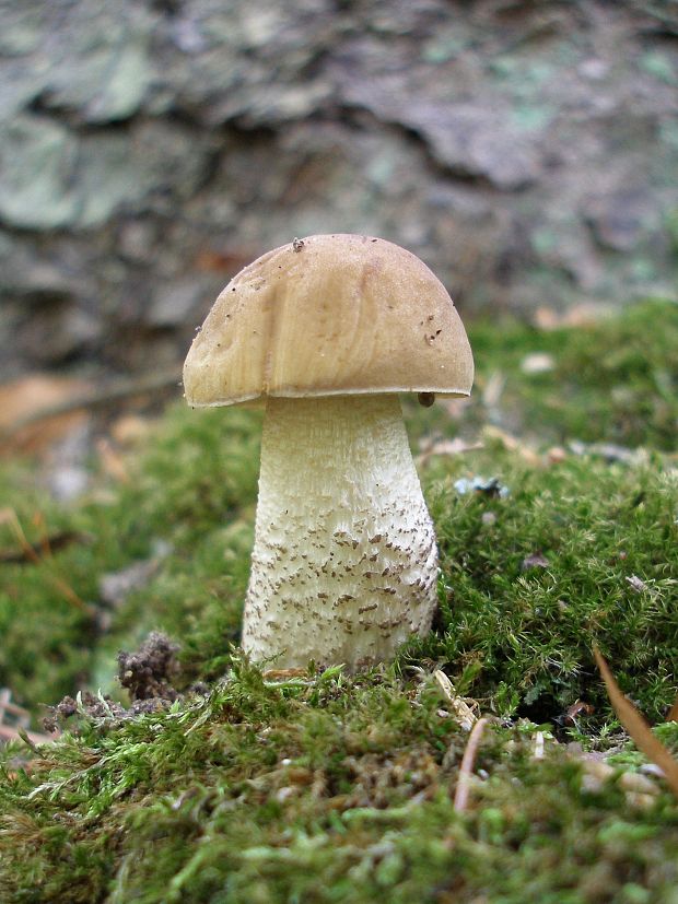 kozák hrabový Leccinum pseudoscabrum (Kallenb.) Šutara