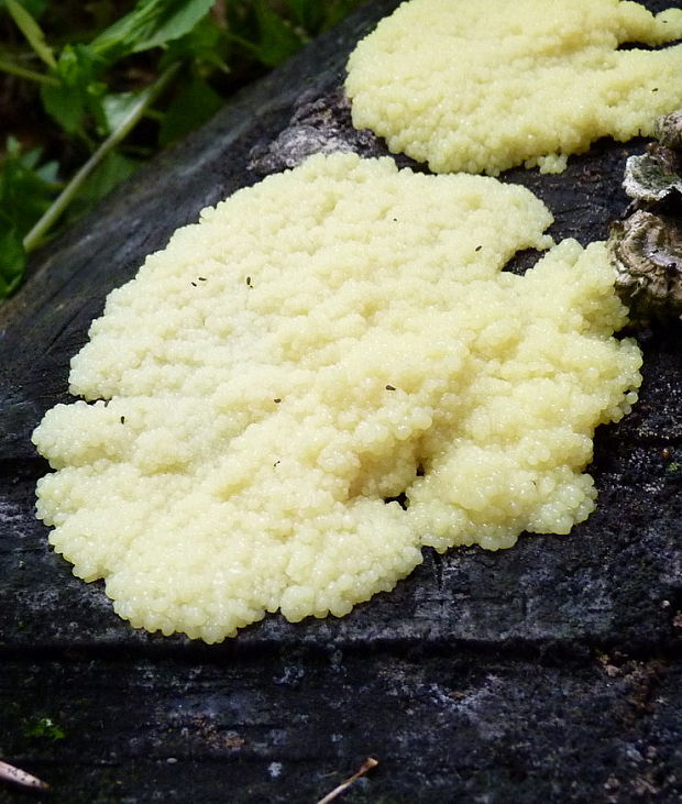 slizovka Myxomycetes