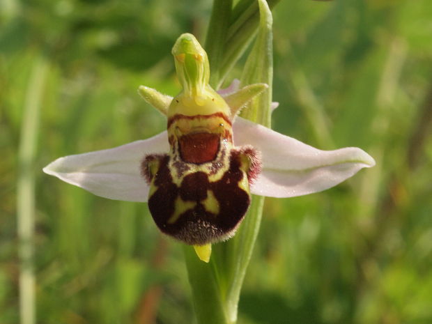 hmyzovník včelovitý Ophrys apifera Huds.