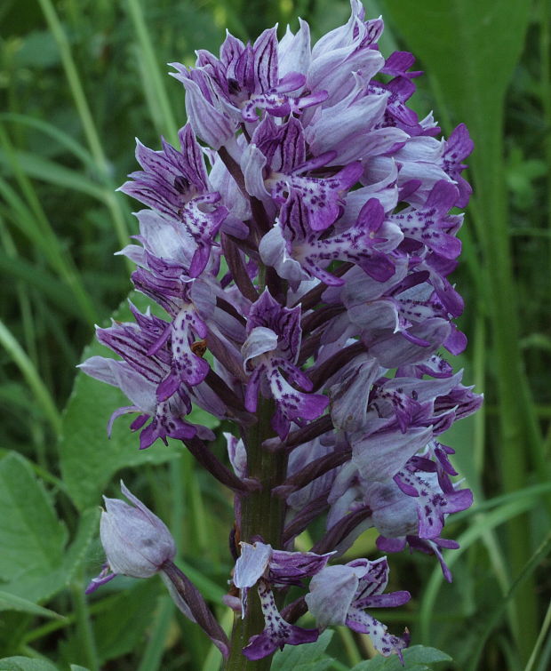 vstavač vojenský Orchis militaris L.