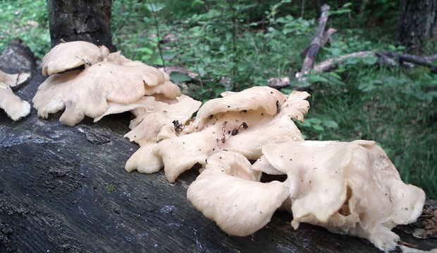 hliva buková Pleurotus pulmonarius (Fr.) Quél.