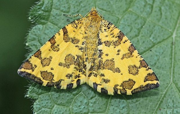 listnatka hluchavková Pseudopanthera macularia