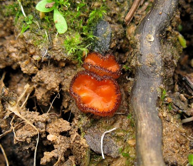 štítovnička Scutellinia sp.